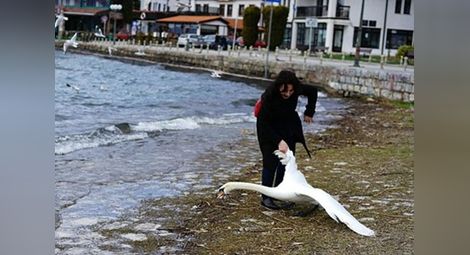 Българка убила лебед в Охридското езеро, за да си направи селфи