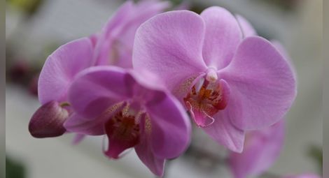 Орхидеите на България не молят, но очакват своите благодетели