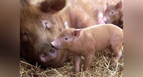 „Свинекомплекс Николово“ увеличава с 1500 отглежданите прасета