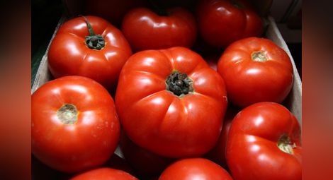 Вносният домат убива родното производство
