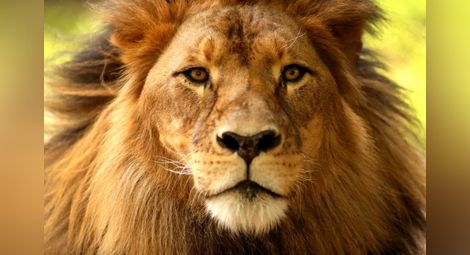 Масово бягство на лъвове от национален парк в ЮАР