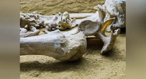 Откриха скелети на гигантски хора край Бургас