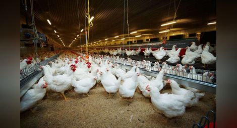 Произвеждаме повече птиче месо и яйца