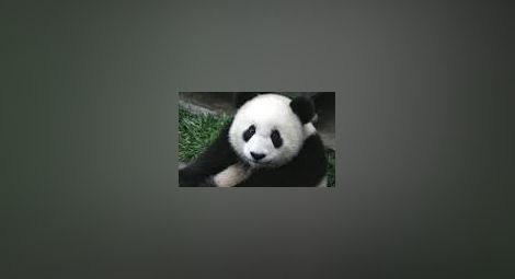 В Китай отвориха детска градина за панди