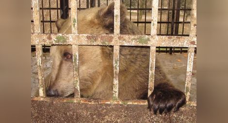 Свилен Иванов: С жива верига ще спасим мечките в Лесопарка