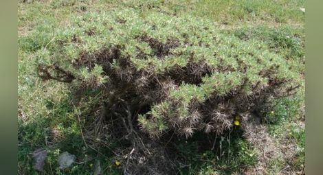 Уникално растение загива край Айтос