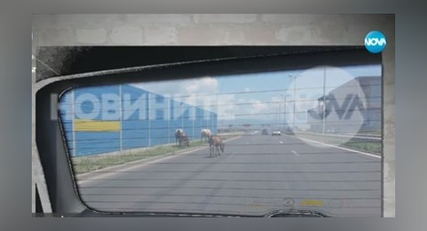 Коне се разхождат на магистрала "Люлин" (видео)