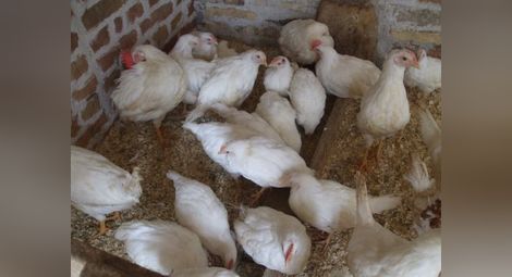 Тръгват проверки за пилета с хормони