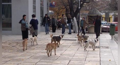 Благоевградски кьорфишек прати 1.5 тона кучешки котлети в Русе