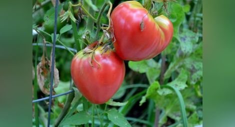 Брюксел се готви да забрани търговията с домати "Биволско сърце"