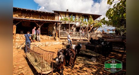 Chef Токев и Събин откриват най-дългокосместите кози в света и традиционния навпавок в Рила и Пирин