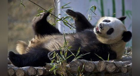 Малко страхотни факти за добро настроение