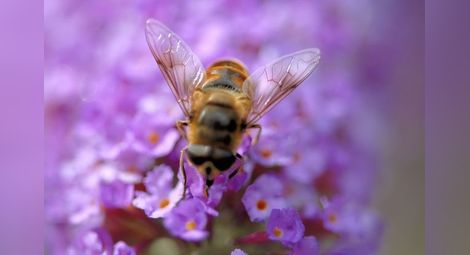 Представят първия по рода си Музей на пчелата в София
