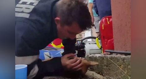 Огнеборец спаси куче с дишане уста в уста и сърдечен масаж (ВИДЕО)