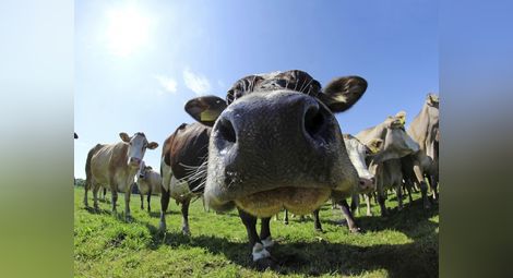 Австрийски крави сменят звънците с GPS