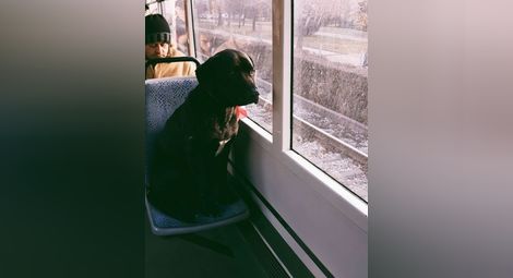 В трамвай №5 се вози най-тъжното куче в София!