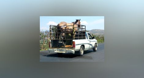 БАБХ: Засечено е нерегламентирано транспортиране на коне