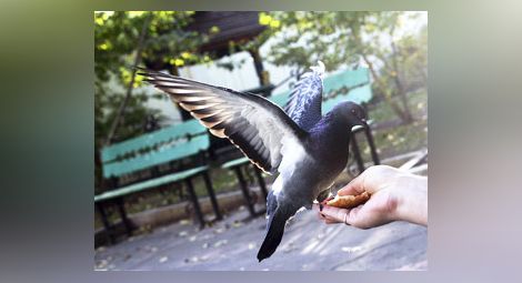Не хранете гълъбите от ръка, предупреждават в Пловдив