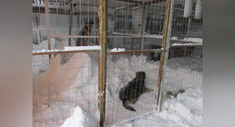 Снежна гробница в приюта за кучета в Каменар 