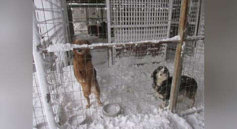 Снежна гробница в приюта за кучета в Каменар 