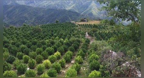 Албания - рай на марихуаната