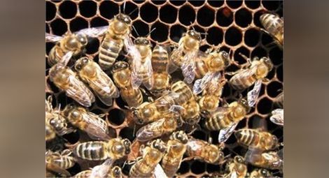 Фонд "Земеделие" кредитира проекти по Националната програма по пчеларство