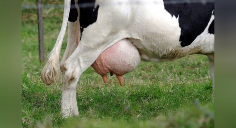 С 14 евроцента на литър компенсират фермерите за намалени продажби на мляко