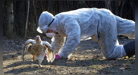 Кабинетът в оставка отпусна 9,7 млн. лв. за ликвидиране на птичия грип