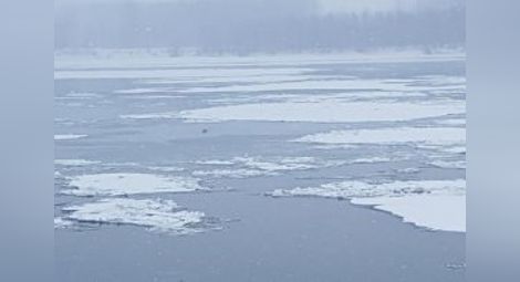Опитен ловец се удави в Дунав, гонел патица по леда