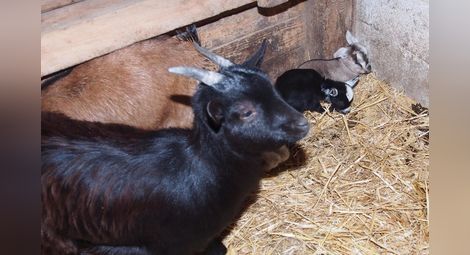 3 бебета камерунски козлета се родиха във варненския зоопарк
