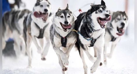 Словенски кучета „се надрусаха” с псевдо препарат против заледяване