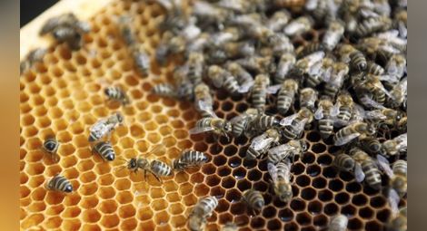 Дефицит на мед: 50% от пчелите ни измряха през зимата