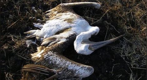 Откриха мъртъв пеликан  до понтон на Дунав