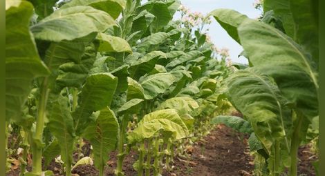 Тютюнопроизводителите ще получат по-малко субсидии тази година