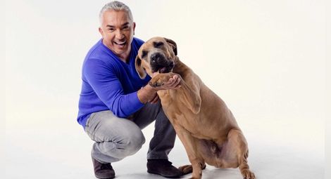 Cesar Millan - говорещият с кучета ще се срещне с най-запалените си почитатели у нас
