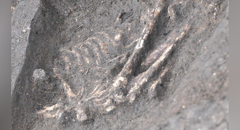 Откриха човешки останки в двор на къща в Разградско