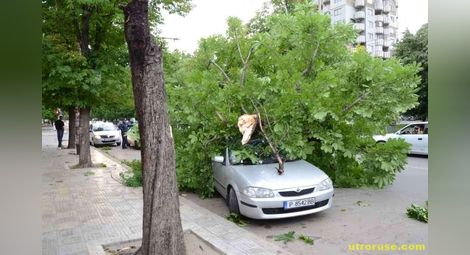 Вятър със 122 км/ч прекърши дървета и рани момиче в Русе