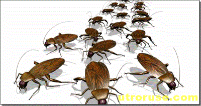 Хлебарките оцеляват, като бягат от захарта