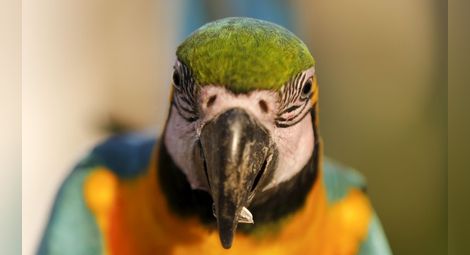 Наркозависими папагали се друсат по дърветата в Индия