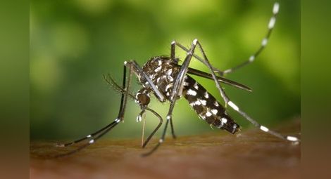 Гръцките власти: Пазете се от комари