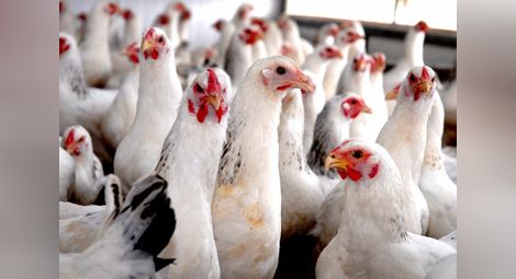 Нови изисквания към фермите заради птичия грип