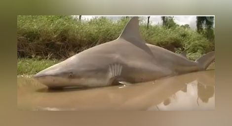 Ураганът Деби изхвърли акула насред шосе (Видео)