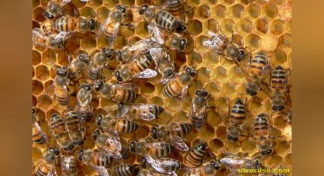 Европа окончателно забрани  опасни за пчелите пестициди
