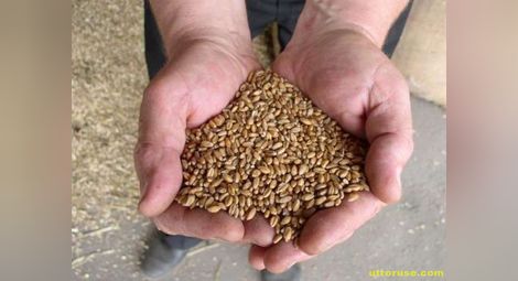 Предвиждат с 20-30% по-ниски цени  на зърното от новата реколта