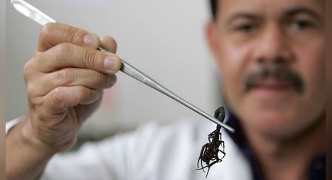 Учени успяха да заснемат ужилване на най-отровния скорпион