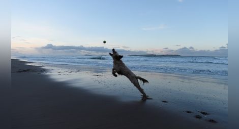 Без кучета по плажа в Несебър – туристът на първо място