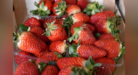 Слаба реколта от  ягоди в Русенско