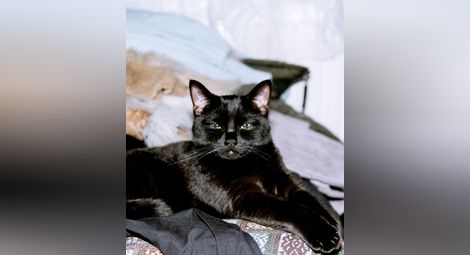 Суеверие или истина: Черните котки и мистерията около тях