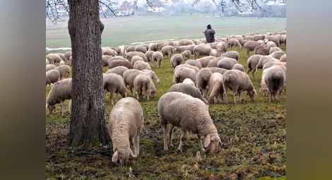 Фермерите гледат повече овце и крави за месо