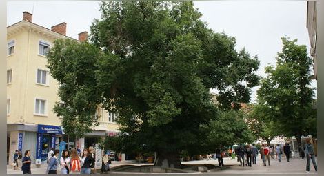 Стария бряст в Сливен стана Европейско дърво на годината